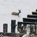 Swimming Deer