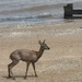 Deer... Take Two 