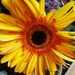Brightness in the gloom 