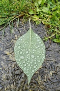 3rd Jun 2025 - Raindrops
