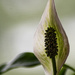 Peace lily