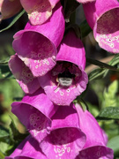 27th May 2025 - Foxglove