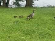 28th May 2025 - Greylag and Family