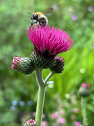 30th May 2025 - Thistle