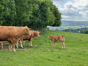 2nd Jun 2025 - Jerseys