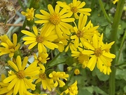 3rd Jun 2025 - Oxford ragwort, aster family 