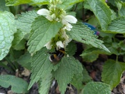 3rd Jun 2025 - Bumblebee on nettles 