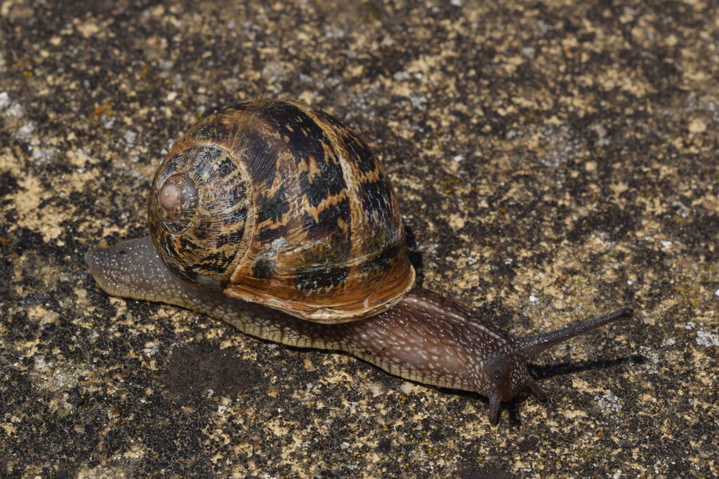 Snail by dragey74