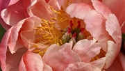 3rd Jun 2025 - Another beauty