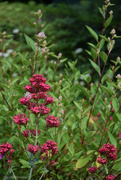 31st May 2025 - Centranthus ruber