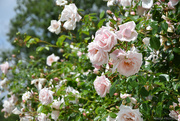 1st Jun 2025 - a lot of roses 