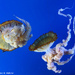 Pacific Sea Nettles
