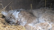 3rd Jun 2025 - Animal Alphabet-B