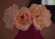 3rd Jun 2025 - Rose Trio