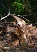 3rd Jun 2025 - Woodland Fire Demon