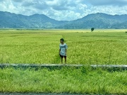 4th Jun 2025 - Boy in the rice fields. 