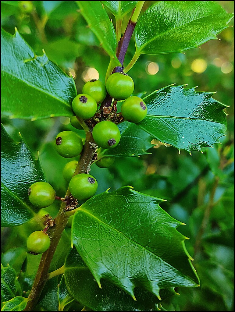 Holly Berries by olivetreeann