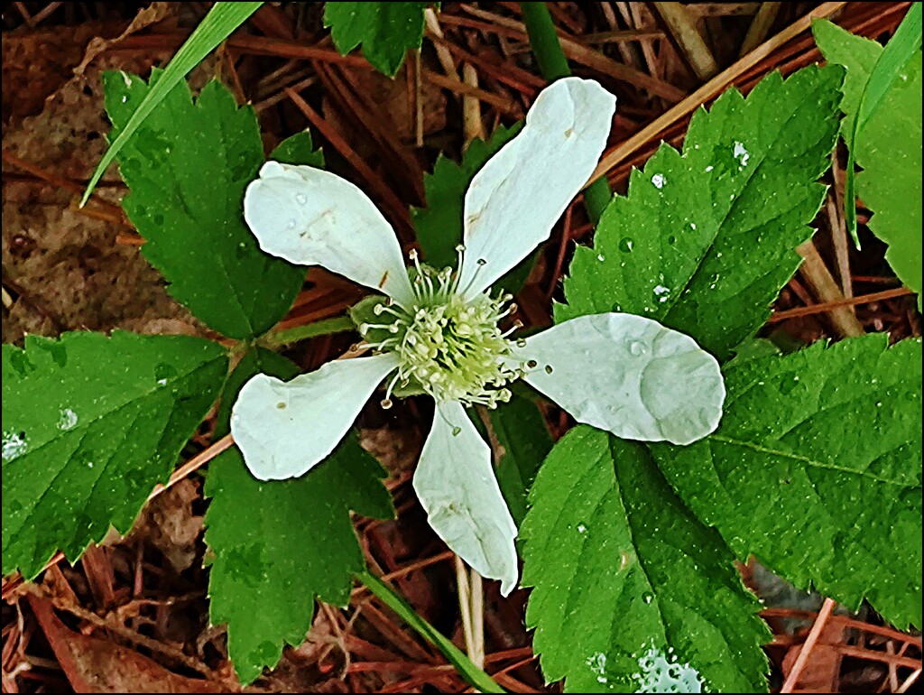 White Pinwheel by olivetreeann