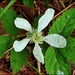 White Pinwheel