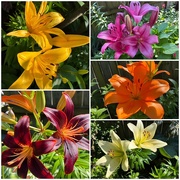 4th Jun 2025 - Lots and Lots of Lilies