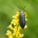 Blister Beetle