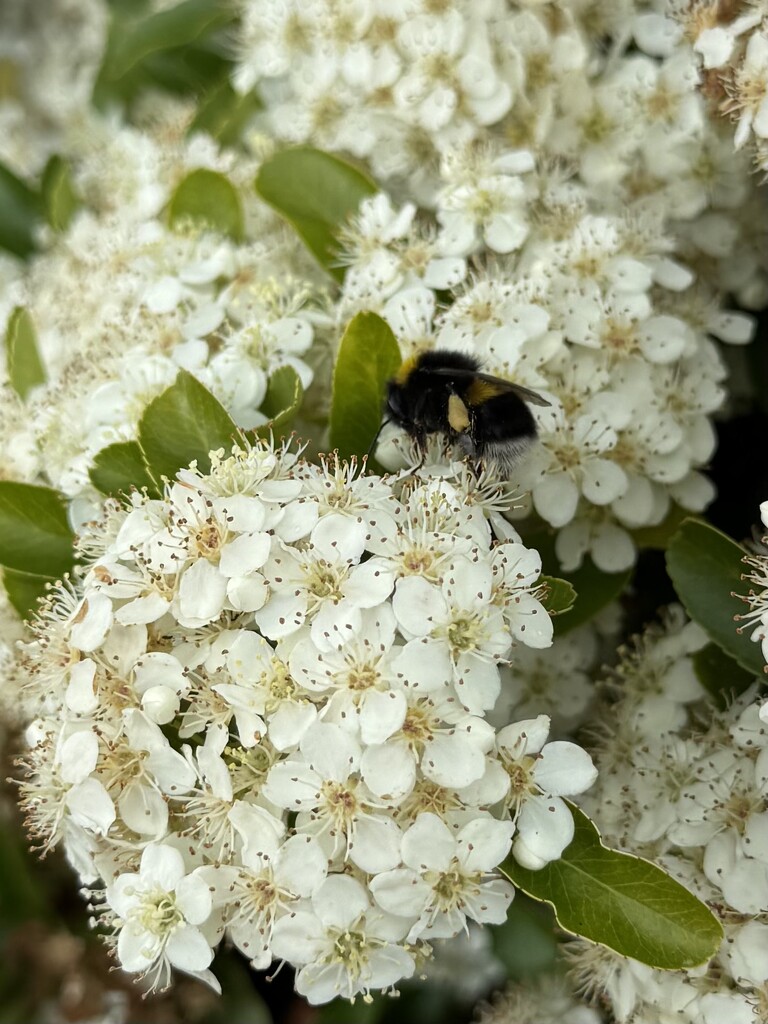 White blossoms with a bee by alipalk59