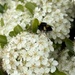 White blossoms with a bee