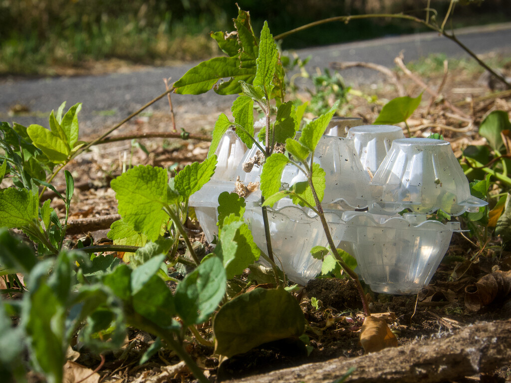 Single use plastic egg carton by matsonnestam