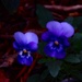 Sweet flowers
