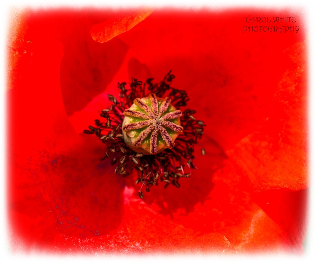 Poppy Head by carolmw