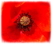 4th Jun 2025 - Poppy Head