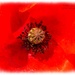 Poppy Head