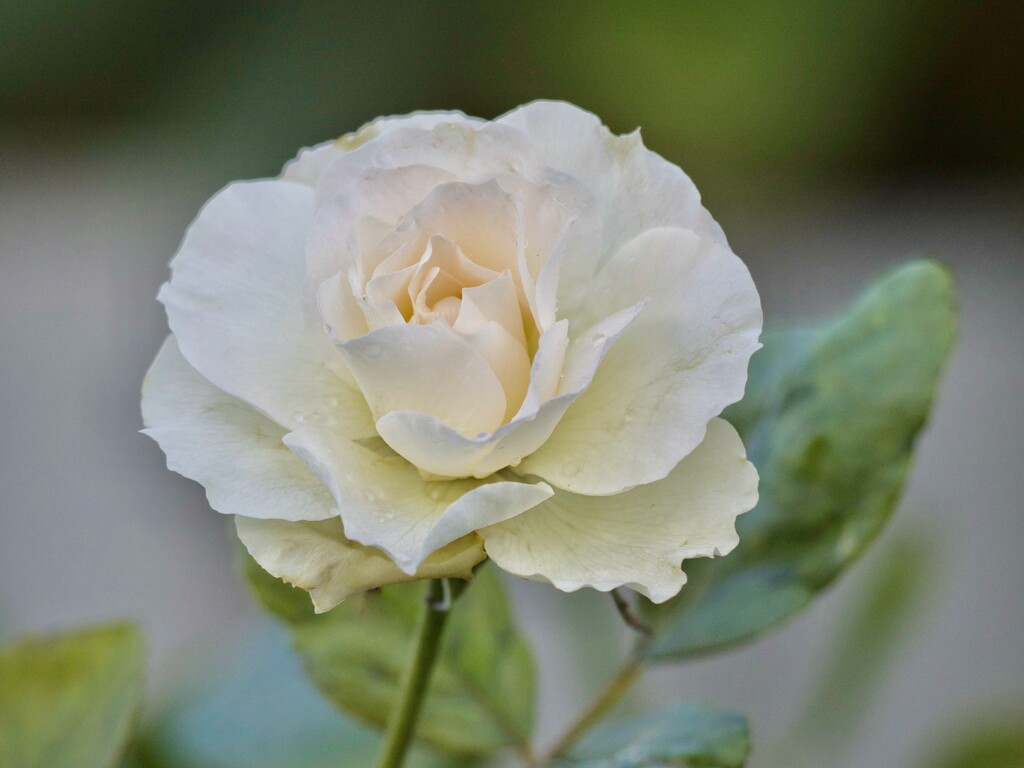 There Are Still Few FlowersP6044455 by merrelyn