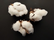 4th Jun 2025 - Mollipilose Bolls