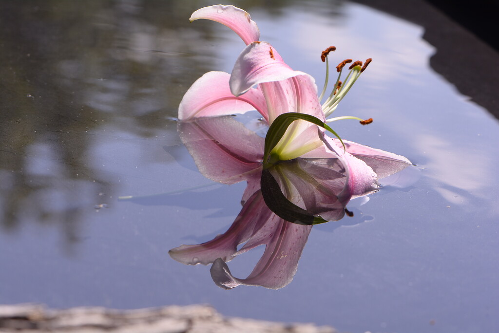 floating lily~~~~ by ziggy77