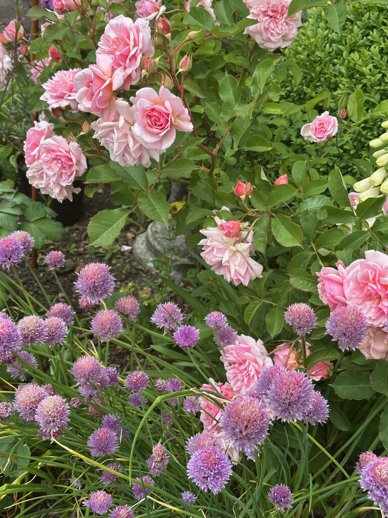 Rose and Chives by 365projectmaxine