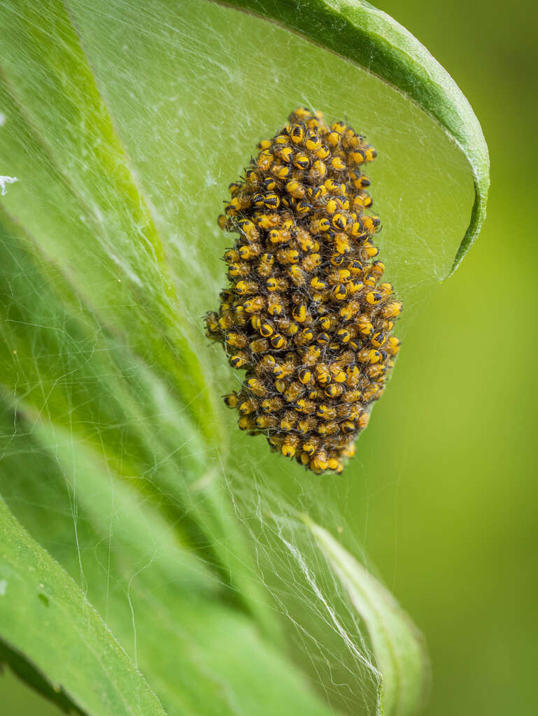 A bag full of spiders by haskar