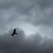 Kite and Clouds