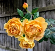 4th Jun 2025 - Yellow roses 