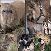 4th Jun 2025 - Animal Alphabet-C