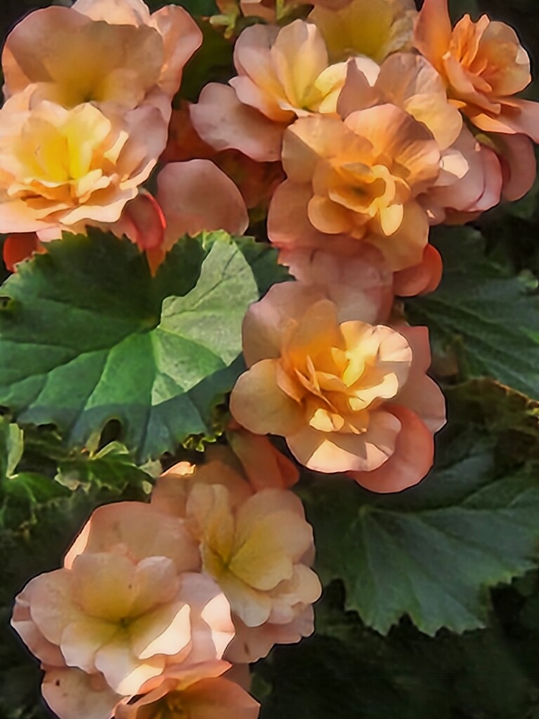 Begonia in Afternoon Sun by alyclark