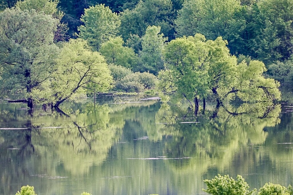 Ephemeral Pond by corinnec