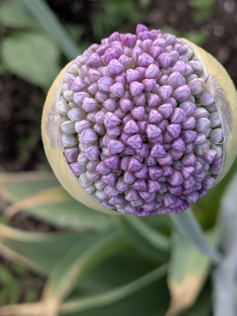 Allium day 5 by wakuwaku