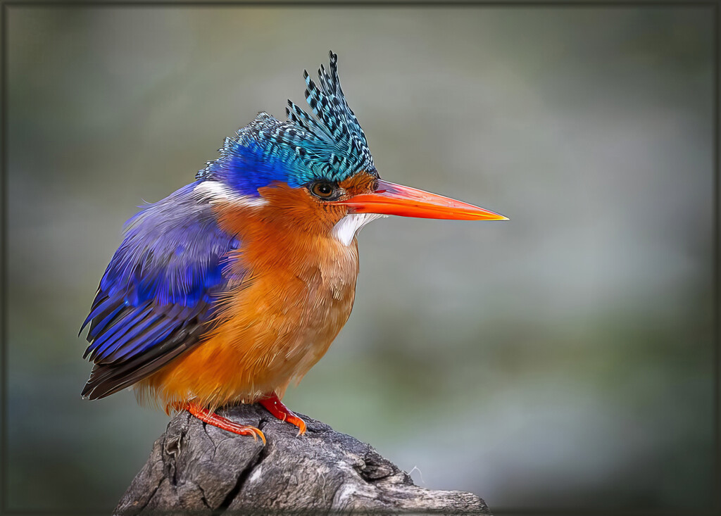 Waiting patiently by ludwigsdiana