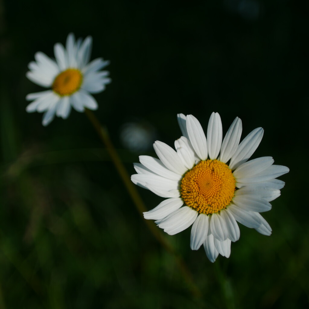 Daisy  by dgrpad
