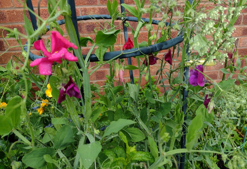 Sweet Peas are starting to flower by aimeebarr