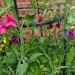 Sweet Peas are starting to flower