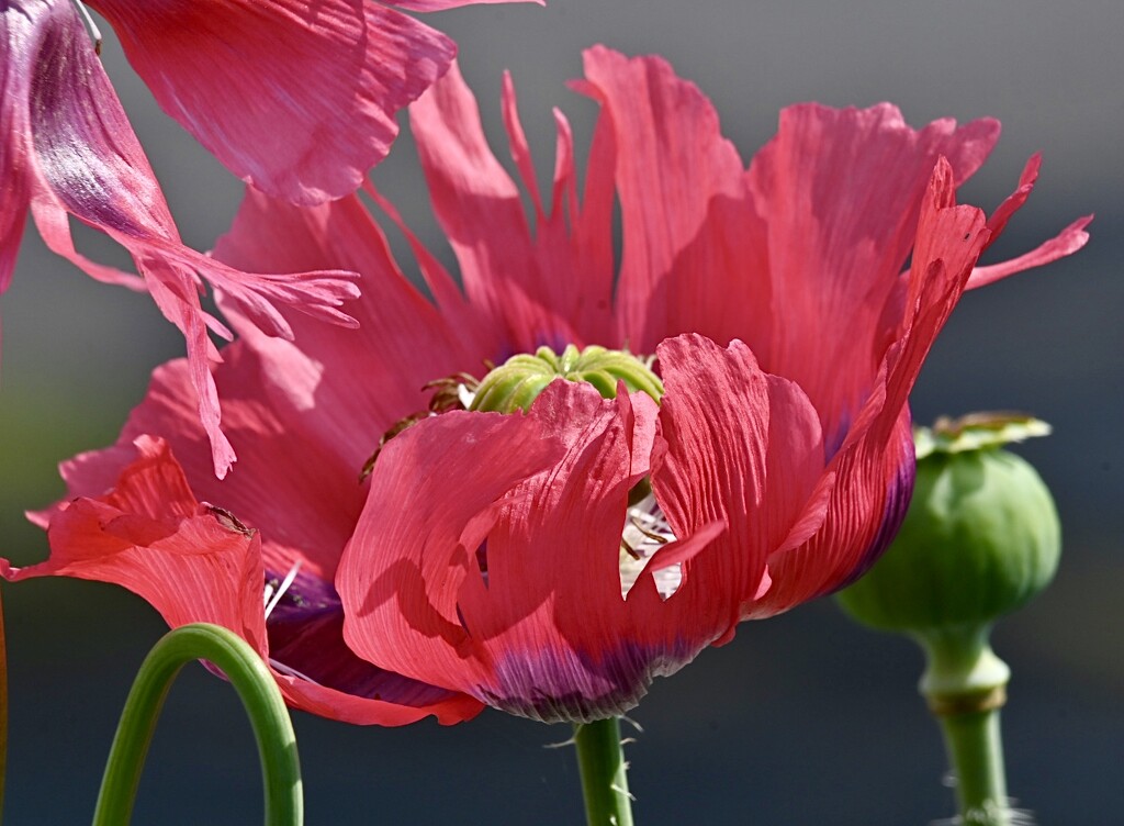 Poppy by wakelys