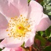 Blossom