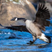 Goose landing
